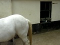 In the end (although not shod again on his front feet, which is the primary goal), I was not unhappy with the much more normal behaviour.According also to the farrier (who very well remembered witnessing the first time), the extremely stressed look into his eyes has vanished.He should be put to work now, as an outlet to his exess energy, first.
