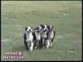 perros graciosos