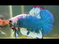 Best of Aquabid - Final cut