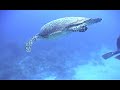 Bahamas Video