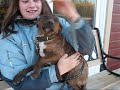 Chien Yoda Chien Yoda