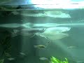 silver arowana