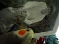 Boo Bird sings to Dean R. Koontz