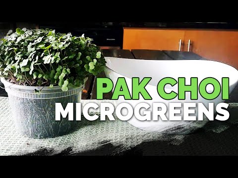 video-linktoworks-How to Grow Pak Choi Microgreens Fast and Easy