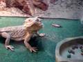Bearded-Dragon-Rocko