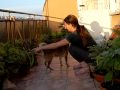 jumping shiba babu