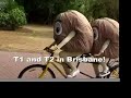 COLDSTONE T1 &T2 (testicles) cancer campaign brisbane