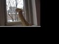 the Case of the Yellow Dog the Case of the Yellow Dog