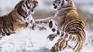 O Predador e a Presa: Tigre Siberiano (Dublado) 