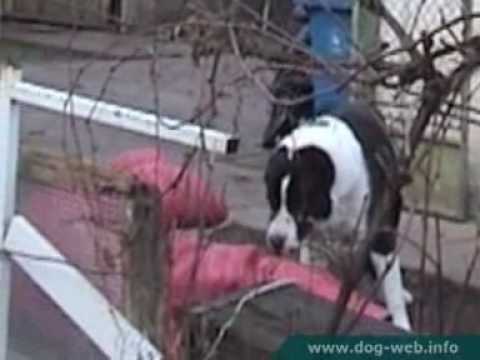 asian dog fight