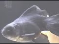 Goldfish telescopico  \"Moro groove\"