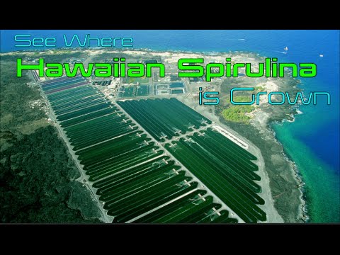 how to grow spirulina