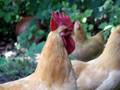 Rooster Crowing
