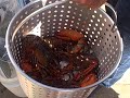 Lobster