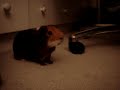 Fatty squeaking