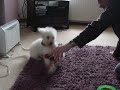 Mostyn ci bach goldendoodle Mostyn ci bach goldendoodle