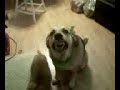 Dogs + Peanutbutter