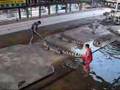Crocodile-attack