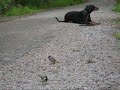 Pikkulinnut ja koira Pikkulinnut ja koira
