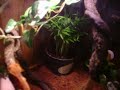 crested gecko care crested gecko care
