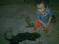 pitbull puppies en accion .mp4