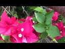 Bougainvillea Bougainvillea