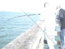 Paradise Park Pier, Tiburon CA