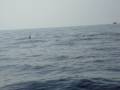 videos de Le orche nell'oceano indiano
