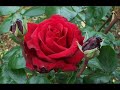 tipe x ft chelssie baker ciuman pertama - free flv video @ vwatch.tv
