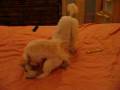 videos de Tuffy & Archie playing