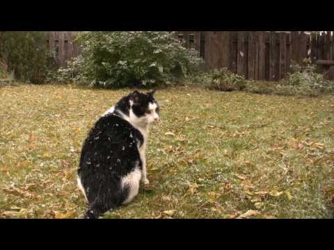 Frosty Flippy Cat