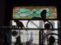 videos de Life With Caiques 3: Fly Home