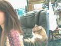 Louis the cho kawaii cat