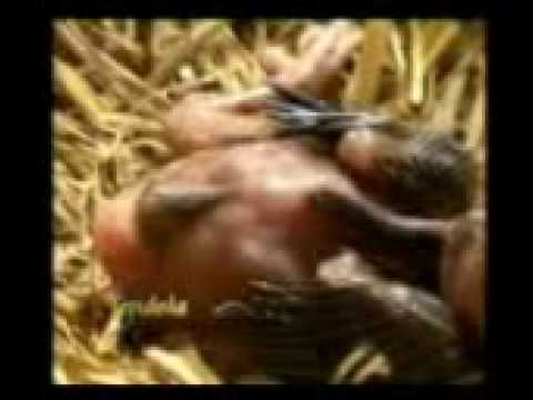 bulbu
