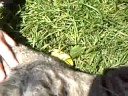 Happy Cat at Oshawa Zoo