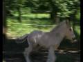 nochmaaal_bauernhof_fohlen.wmv