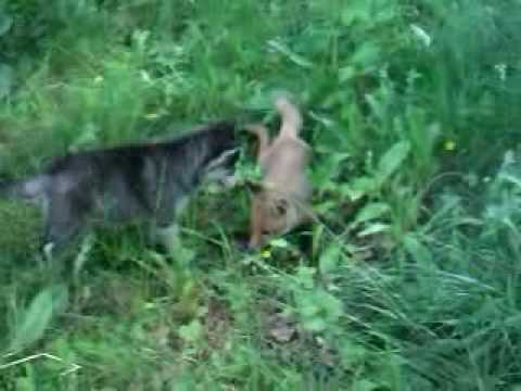 Видео 'Лисенок и щенки хаски'