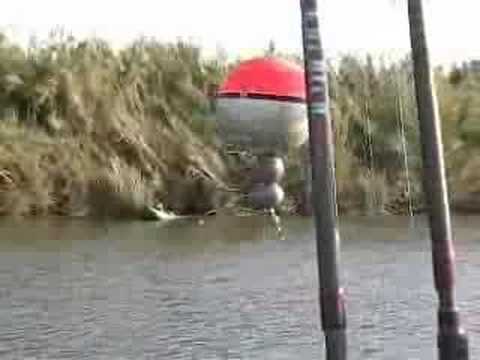 CASPE catfish catfishing river ebro ...