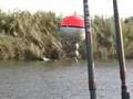 CASPE catfish catfishing river ebro WWW.CARPDREAMFISHING.COM