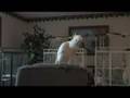 Snowball and Irena - Times Interview