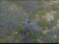 videos de Nestorations 101 at PH Nest..wmv