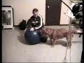 wendell & Dog wendell & Dog