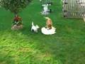 Charlies Bark Park Country Club!!