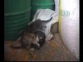 Funny Cats