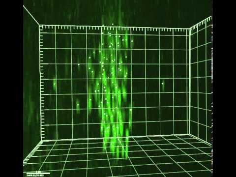 3D kinetochore and spindle pole tracking.