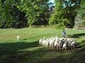 Sheep Tending - \"Kole\" - In Training