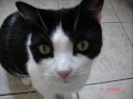 Ozzy slideshow