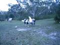 Kariong Stagecoach Race