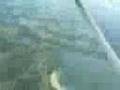 zimbabdave pilot