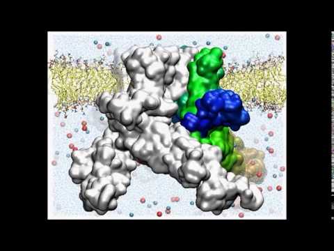 how to isolate yeast mutants